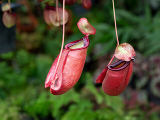 Tropical pitcher plant with many flower cups, carnivorous plant eating insect, climbing plant