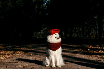 Beautiful white Samoyed dog in a red scarf and hat