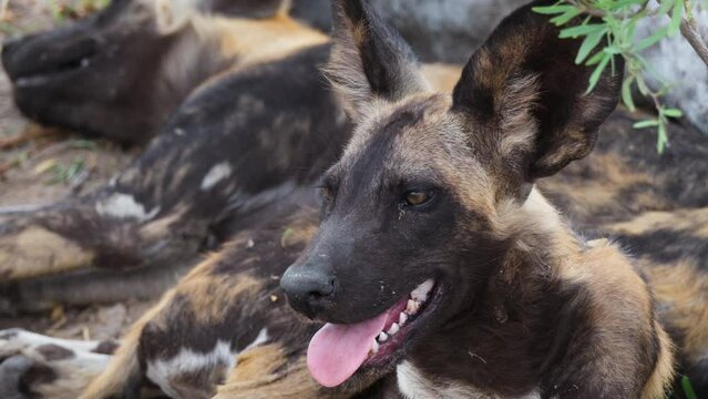 Closeup View Of Endangered African Wild Dog Lying On The Ground In Savannah Of Africa.
