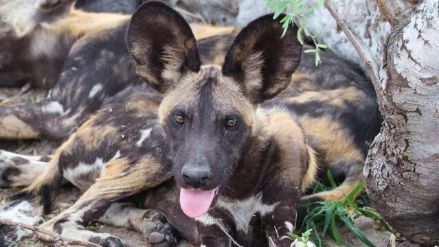 Endangered African Wild Dog With Tongue Out Looking At The Camera. - close up shot