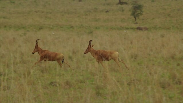 Antelopes running in Kidepo Valley National Park, Uganda in Africa. Tracking shot