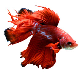 Fototapeta premium portrait of a betta fish with a beautiful tail, generated ai