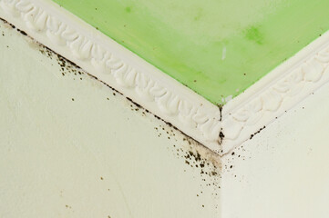 The formation of fungus near the baguette in the corner of the ceiling on the inner wall