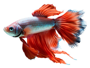 Fototapeta premium portrait of a betta fish with a beautiful tail, generated ai
