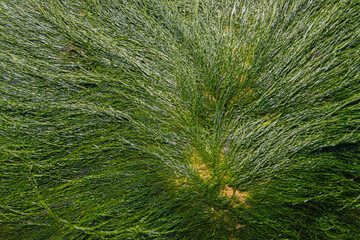 Stone covered with green algae that look like green hair for green abstract background