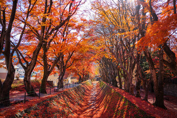 Autumn forest red maple leaf. Momiji kairo festival, the most famouse autumn festival Kawaguchiko lake, Japan. - Powered by Adobe