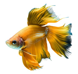 portrait of a betta fish with a beautiful tail, generated ai