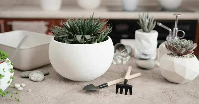 Potted Aloe Aristata house plant in white ceramic pot on a table indoors