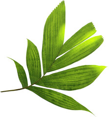 green palm leaf on transparent background png file