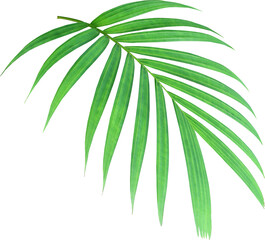 Fototapeta na wymiar green palm leaf on transparent background png file