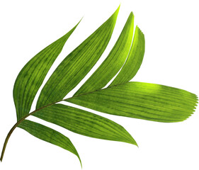 green palm leaf on transparent background png file - 688983657