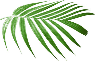 green palm leaf on transparent background png file