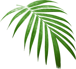 green palm leaf on transparent background png file