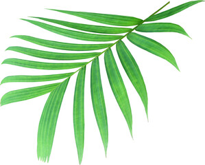 Fototapeta na wymiar green palm leaf on transparent background png file