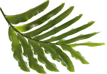 tropical nature green palm leaf on transparent background png file
