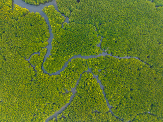 Amazing abundant mangrove forest, Aerial view of forest trees Rainforest ecosystem and healthy environment background, Texture of green trees forest top down, High angle view