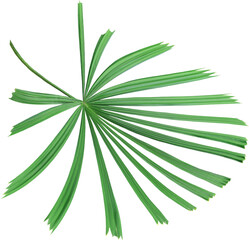 tropical nature green palm leaf on transparent background png file ,chinese windmill