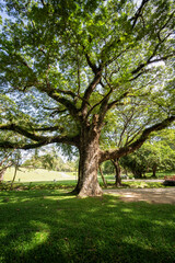 Fototapeta na wymiar giant Rain tree, Beautiful rain tree in a public park in Chiang Mai Thailand .Old and giant big tree on a green field with sunlight morning.
