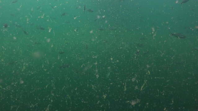Camera shows large green algae in the water.