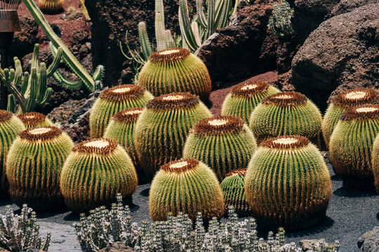 A vast array of barrel cacti with distinctive patterns in a desert landscape setting.