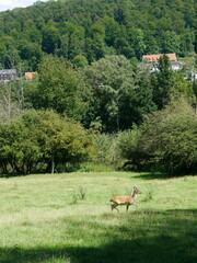On a green meadow, a young animal , fallow deer, Dama Dama, runs through the open landscape. Fallow deer are active during the day and at night and prefer to live in open landscapes.