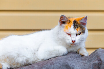 street cat with poor health lies on an old rag