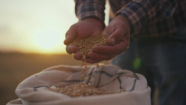 Ripe wheat grain pouring from senior farmer's man hands on agricultural field to canvas bag, hands close-up. Harvesting, farming, food production, agribusiness concept. Golden wheat crop on farmland.