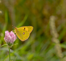 proxi macro avec un magnifique papillon jaune butinant sa fleur mauve