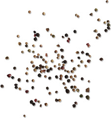 Black pepper is obtained from the small dried berries peppercorns of the vine Piper nigrum. - obrazy, fototapety, plakaty
