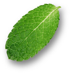 Mint leaves also known as pudina are a popular aromatic herb for its freshness with several health...