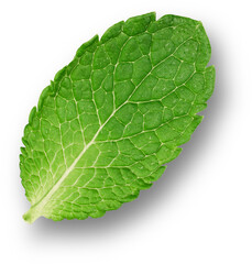 Mint leaves also known as pudina are a popular aromatic herb for its freshness with several health benefits.