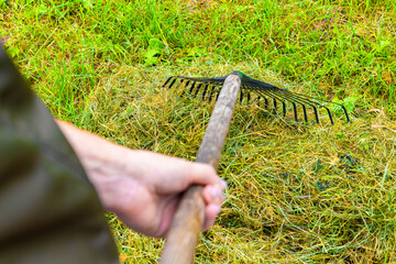 gardener collecting dry grass with a rake.