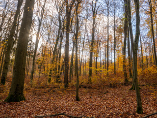 Fototapeta premium Herbst