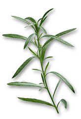 Rosemary leaf is an aromatic evergreen shrub with leaves similar to hemlock needles