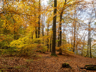 Fototapeta premium Herbst