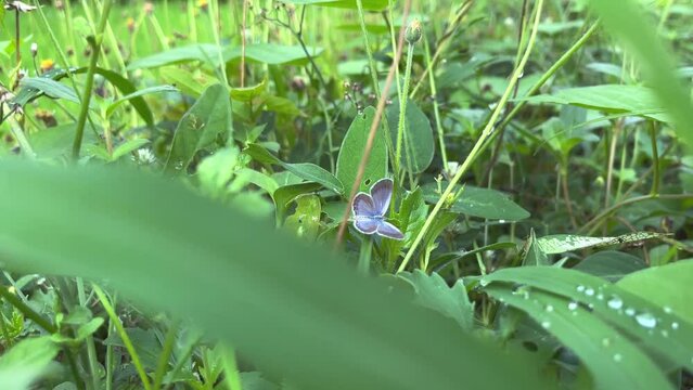 Purple butterfly on the green grass. spring