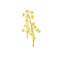 Small yellow flowers, cute botanical clipart, sketch