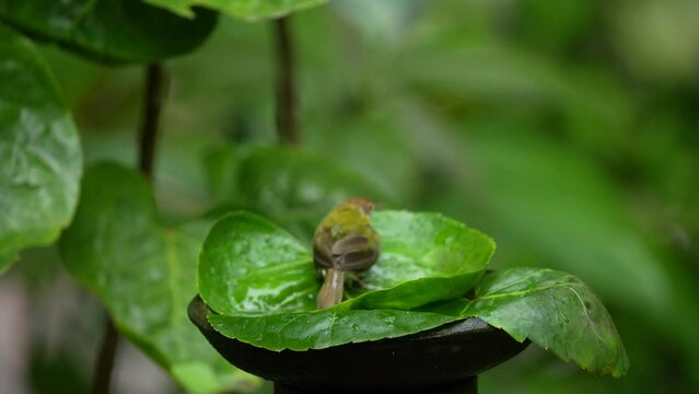 the olive-backed tailordbird is playing in the water on a green leaf