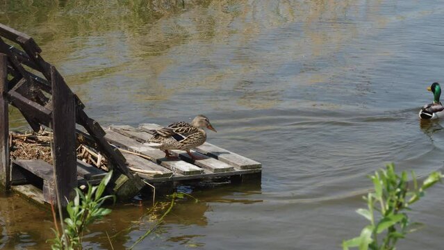 Two Wild ducks at lake Jezioro Duże Żnińskie in Żnin, Poland.