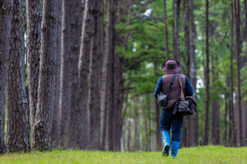 Fototapeta premium Biologist park ranger is patroling inside the evergreen conifer forest for surveying native and invasive biodiversity plant organism and food security usage
