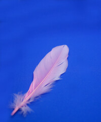 Rose closeup feather.