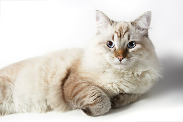 Beautiful white cat with blue eyes. On a white background