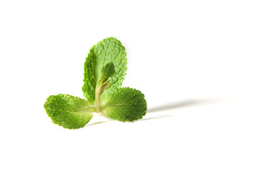 raw mint leaves on white background