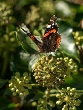photo en proxi macro sur un papillon cherchant sa nourriture en fin de saison sur des fleurs de lierre