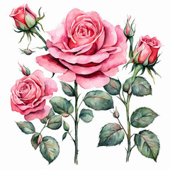 Watercolor pink rose with green leaves isolated on white background. Hand drawn illustration