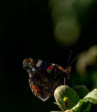 magnifique portrait d'un papillon se reposant à l'ombre