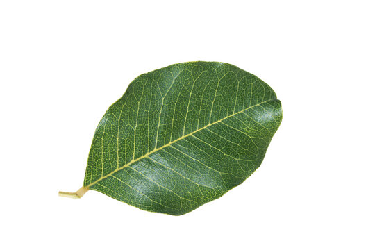 A upperside of a leaf of the carob tree (Ceratonia siliqua) in December
