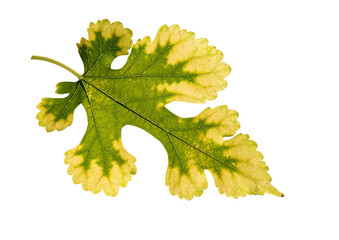 A wild mulberry (Morus sp.) leaf in the autumn