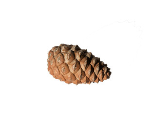 A cone of the Turkish pine in the autumn