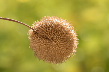 A seedpod of the Western plane (Platanus occidentalis)